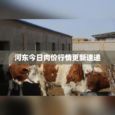 河东今日肉价行情更新速递