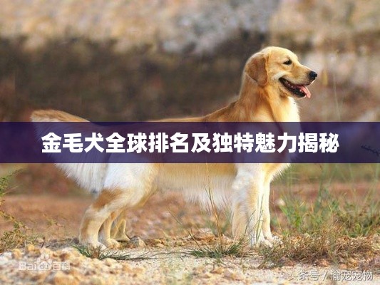 金毛犬全球排名及独特魅力揭秘