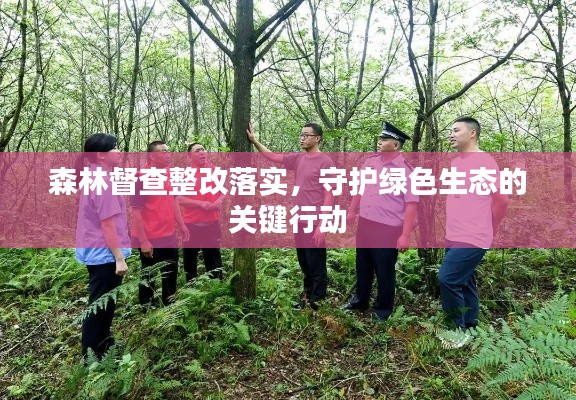 森林督查整改落实，守护绿色生态的关键行动
