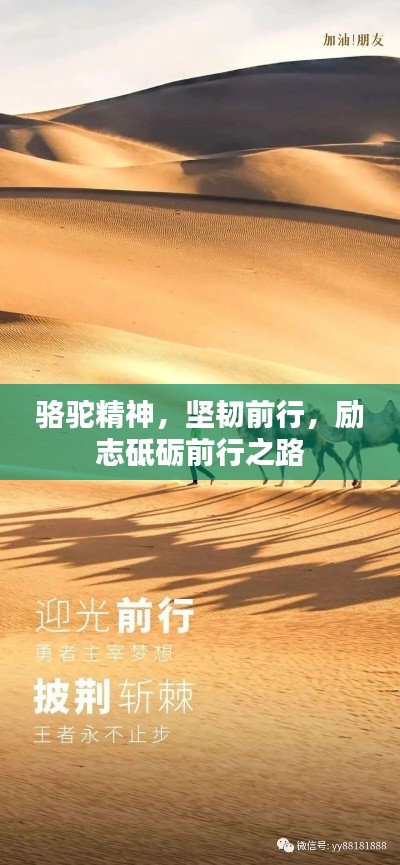 骆驼精神，坚韧前行，励志砥砺前行之路