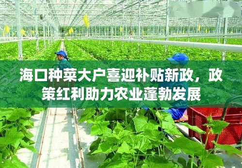 海口种菜大户喜迎补贴新政，政策红利助力农业蓬勃发展