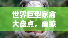 世界巨型家禽大盘点，震撼排名，不容错过！