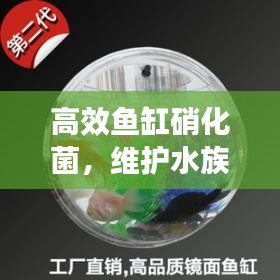高效鱼缸硝化菌，维护水族生态平衡的秘密武器