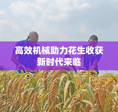 高效机械助力花生收获新时代来临