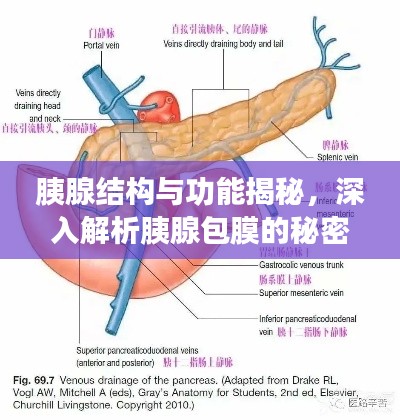 胰腺结构与功能揭秘，深入解析胰腺包膜的秘密