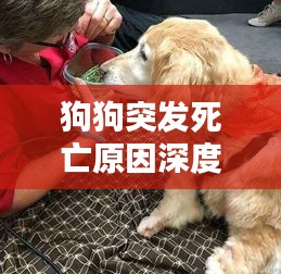 狗狗突发死亡原因深度解析