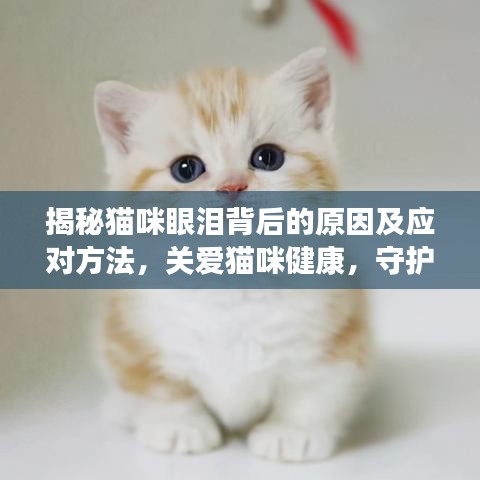 揭秘猫咪眼泪背后的原因及应对方法，关爱猫咪健康，守护它们的情感世界