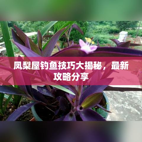 凤梨屋钓鱼技巧大揭秘，最新攻略分享