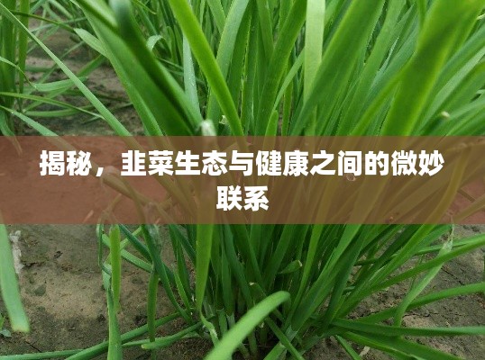 揭秘，韭菜生态与健康之间的微妙联系