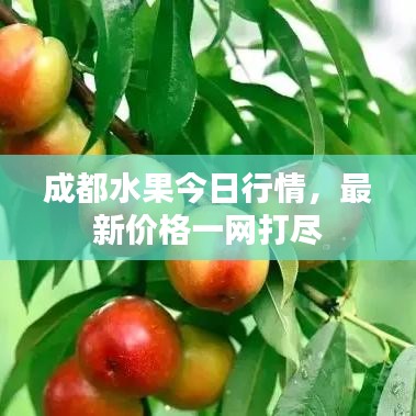 成都水果今日行情，最新价格一网打尽