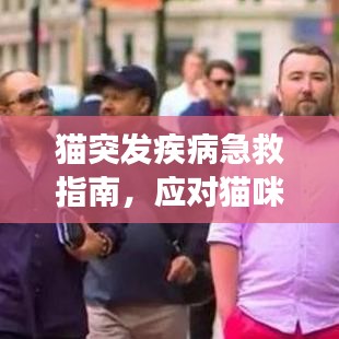 猫突发疾病急救指南，应对猫咪健康危机的关键步骤