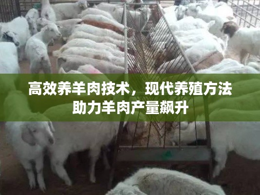高效养羊肉技术，现代养殖方法助力羊肉产量飙升