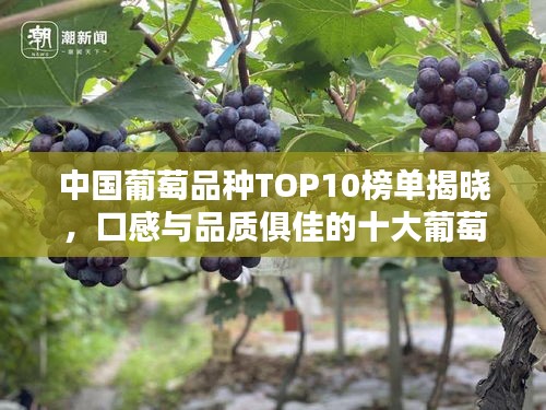 中国葡萄品种TOP10榜单揭晓，口感与品质俱佳的十大葡萄品种推荐