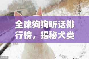 全球狗狗听话排行榜，揭秘犬类忠诚与训练秘籍！