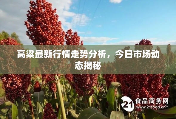 高粱最新行情走势分析，今日市场动态揭秘