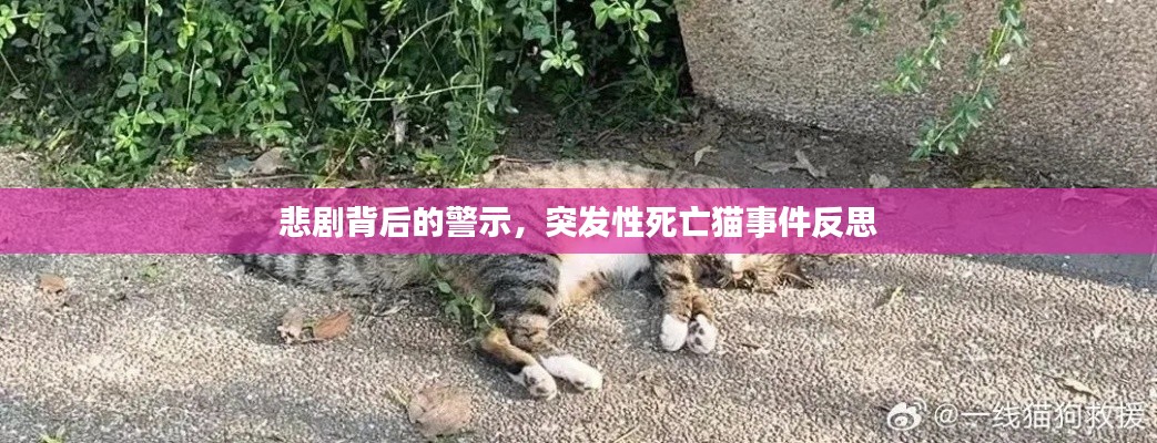悲剧背后的警示，突发性死亡猫事件反思