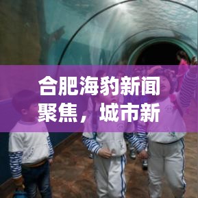 合肥海豹新闻聚焦，城市新动向与发展亮点揭秘