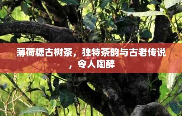 薄荷糖古树茶，独特茶韵与古老传说，令人陶醉