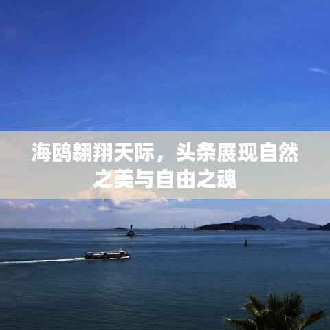 海鸥翱翔天际，头条展现自然之美与自由之魂