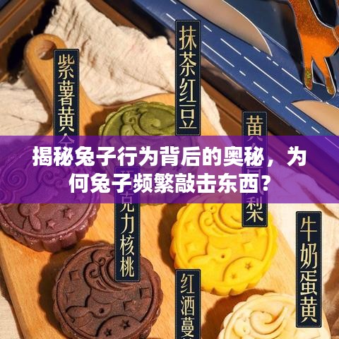 揭秘兔子行为背后的奥秘，为何兔子频繁敲击东西？