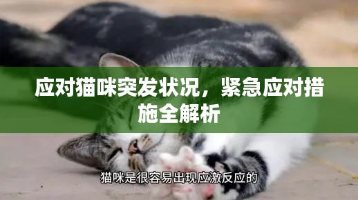 应对猫咪突发状况，紧急应对措施全解析